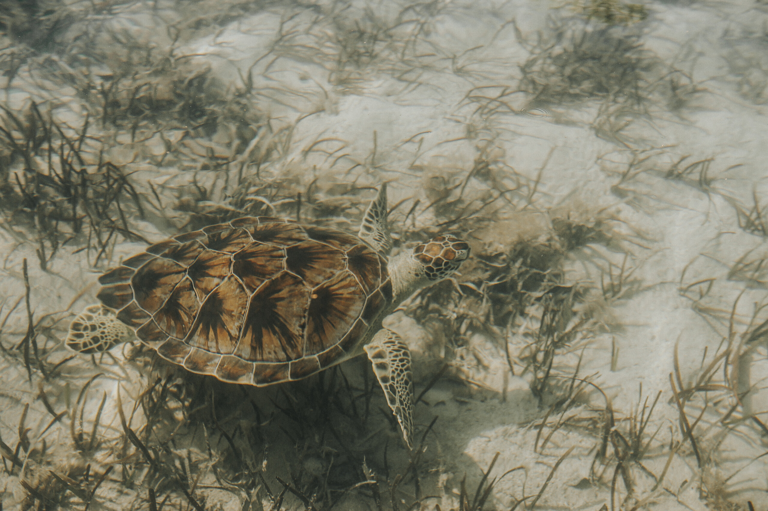 Plongée libre avec les tortues