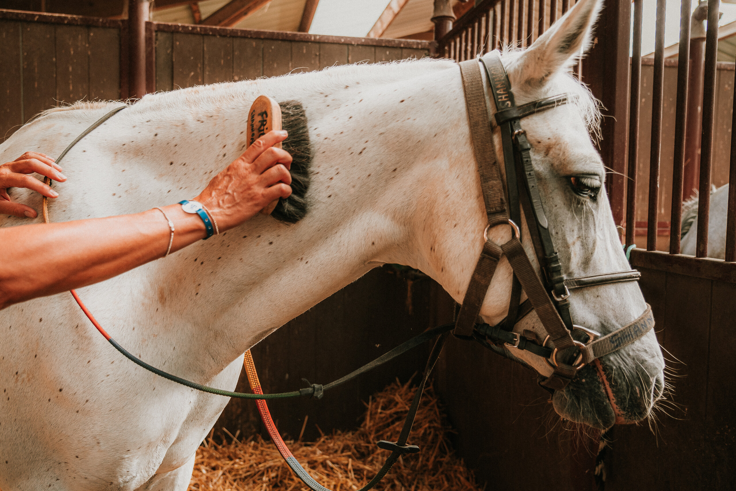 Équitation